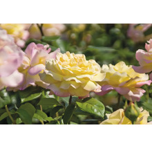 Gula rosor med rosa kanter på en rosenbuske med gröna blad.