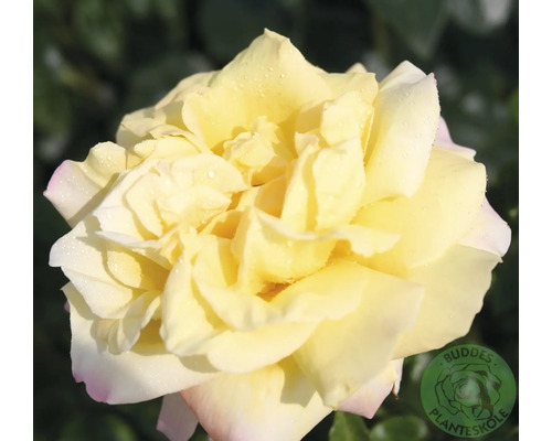 Närbild av en blommande gul ros med daggdroppar på kronbladen. Buddes Planteskole Logo.