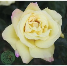 Gul ros i närbild med svagt rosa spetsar på de yttre kronbladen. Buddes Planteskole Logo.