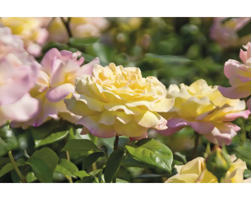 Gula rosor med rosa kanter på en rosenbuske med gröna blad.