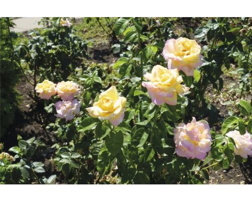 Gula och rosa rosor som blommar på en grön buske i en trädgård.