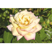 Blommande ädelros med krämvita kronblad och rosa kant, närbild bland gröna blad.