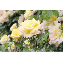 Klätterros Gloria Dei med ljusgula blommor och gröna blad