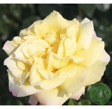 Närbild av en blommande gul ros med daggdroppar på kronbladen. Buddes Planteskole Logo.