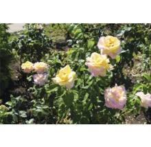 Gula och rosa rosor som blommar på en grön buske i en trädgård.