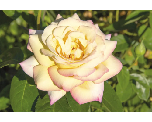 Blommande ädelros med krämvita kronblad och rosa kant, närbild bland gröna blad.