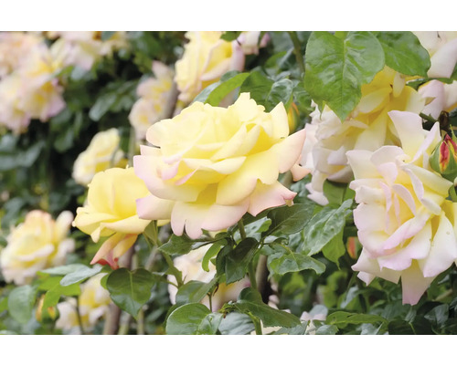 Klätterros Gloria Dei med ljusgula blommor och gröna blad