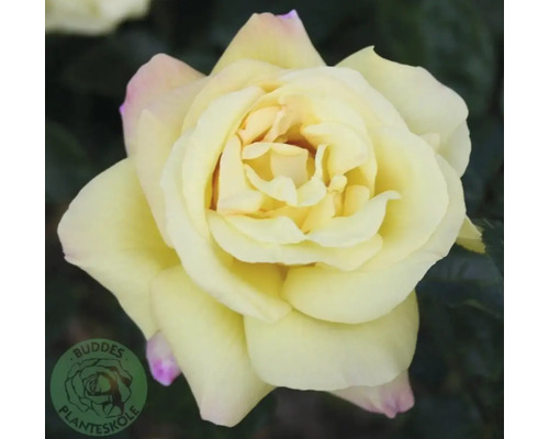 Gul ros i närbild med svagt rosa spetsar på de yttre kronbladen. Buddes Planteskole Logo.