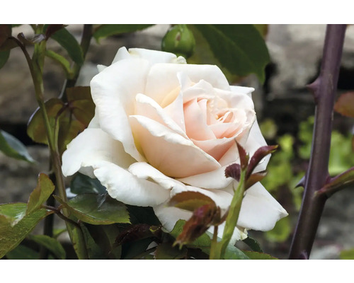 Närbild på en gräddvit ros med ljusrosa mitt i en trädgård.