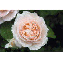 Närbild på en blommande ros med ljusrosa kronblad och vattendroppar.