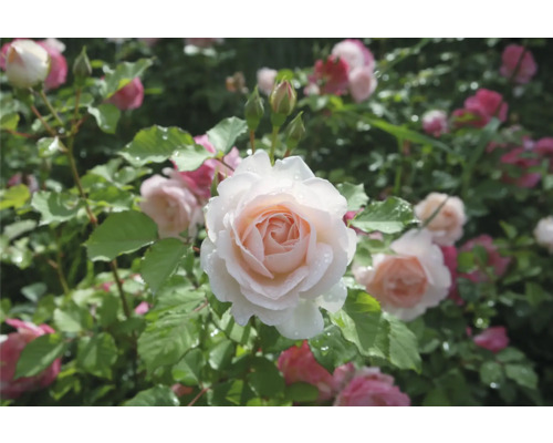 Blommande rosenbuske med fyllda rosor i ljusrosa och vitt, gröna blad och vattendroppar.