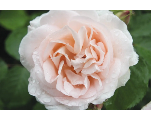 Närbild av en blommande ros med blekrosa kronblad och vattendroppar.