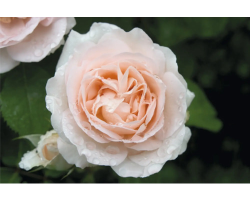 Närbild på en blommande ros med ljusrosa kronblad och vattendroppar.