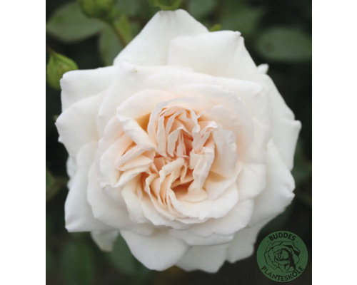Närbild på en vit ros med många kronblad och krämvit mitt. Buddes Planteskole Logo.