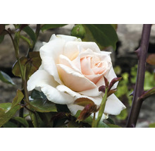 Närbild på en gräddvit ros med ljusrosa mitt i en trädgård.