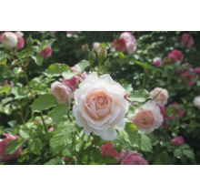 Blommande rosenbuske med fyllda rosor i ljusrosa och vitt, gröna blad och vattendroppar.