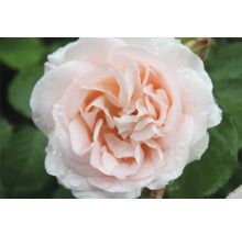 Närbild av en blommande ros med blekrosa kronblad och vattendroppar.