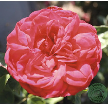 Närbild på en blommande röd ros med många kronblad, Buddes Planteskole Logo