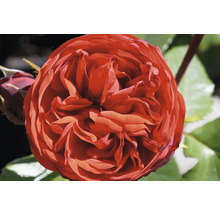 Närbild på en röd blommande ros med många kronblad och en rosenknopp.