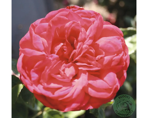 Närbild på en blommande röd ros med många kronblad, Buddes Planteskole Logo