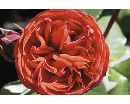 Närbild på en röd blommande ros med många kronblad och en rosenknopp.