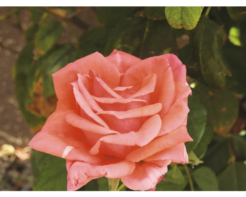 Laxrosa ros i full blom med gröna blad i bakgrunden.
