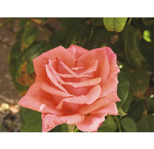 Laxrosa ros i full blom med gröna blad i bakgrunden.
