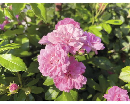 Närbild på rosa fyllda blommor av en rabattros i trädgården med gröna blad och knoppar.