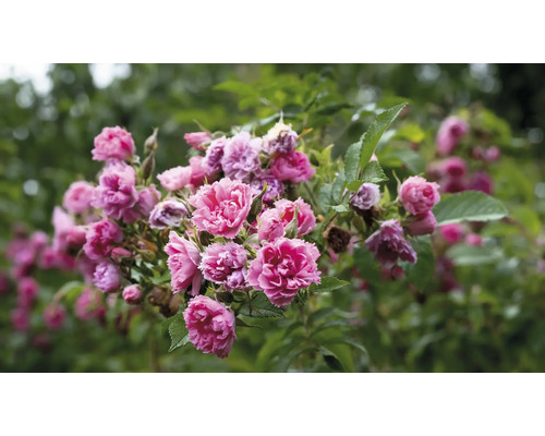 Buske med rosa rosor och gröna blad.