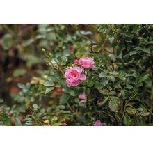 Rosenbuske med rosa blommor och gröna blad.