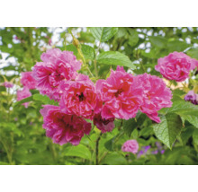 Rosa fylld ros med gröna blad i en trädgård.