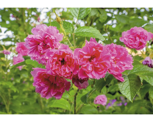 Rosa fylld ros med gröna blad i en trädgård.