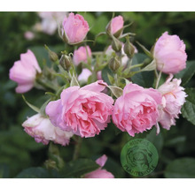 Rosa buskros med fyllda blommor och knoppar. Buddes Planteskole Logo.