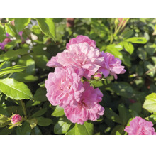 Närbild på rosa fyllda blommor av en rabattros i trädgården med gröna blad och knoppar.