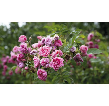 Buske med rosa rosor och gröna blad.