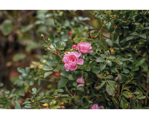Rosenbuske med rosa blommor och gröna blad.