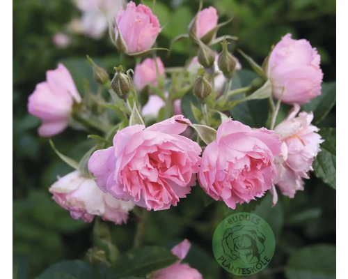 Rosa buskros med fyllda blommor och knoppar. Buddes Planteskole Logo.