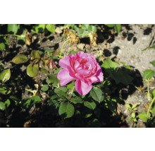 Rosa ros i full blom med gröna blad i en trädgård