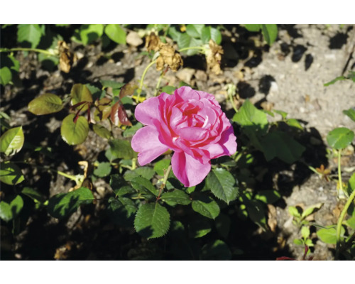 Rosa ros i full blom med gröna blad i en trädgård