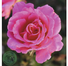Rosa ros i full blom med daggdroppar, Buddes Planteskole Logo.