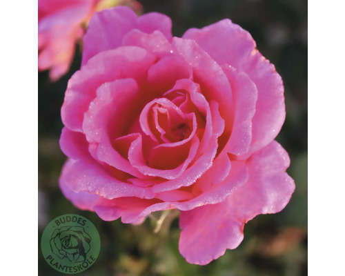 Rosa ros i full blom med daggdroppar, Buddes Planteskole Logo.