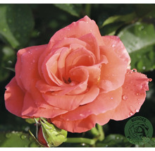 Blommande laxrosa ros med vattendroppar och knopp. Buddes Planteskole Logo.