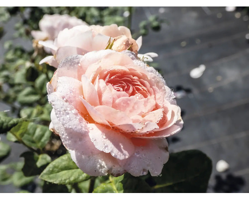 Närbild på en ljusrosa ros med vattendroppar på kronbladen.