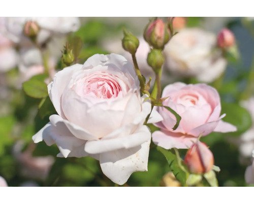 Trädgårdsros med ljusrosa blommor och knoppar.