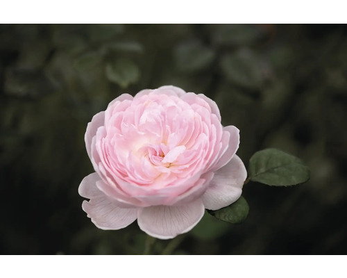 Närbild på en fylld rosa ros med många kronblad i trädgården.