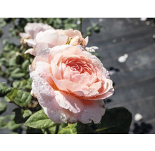 Närbild på en ljusrosa ros med vattendroppar på kronbladen.