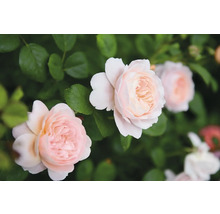 Ljusrosa rosor med täta kronblad bland gröna blad.