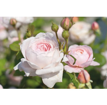 Trädgårdsros med ljusrosa blommor och knoppar.