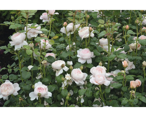 Rosenbuske med många ljusrosa blommor och gröna blad.