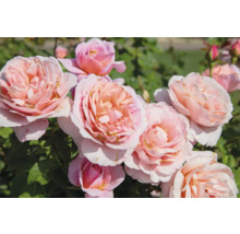 Buskros med fyllda ljusrosa blommor och gröna blad.